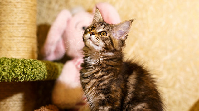 猫粘人是预示主人生病了吗 猫粘人是预示主人生病了吗
