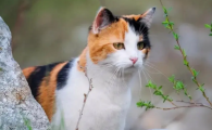 第一次买猫买什么品种