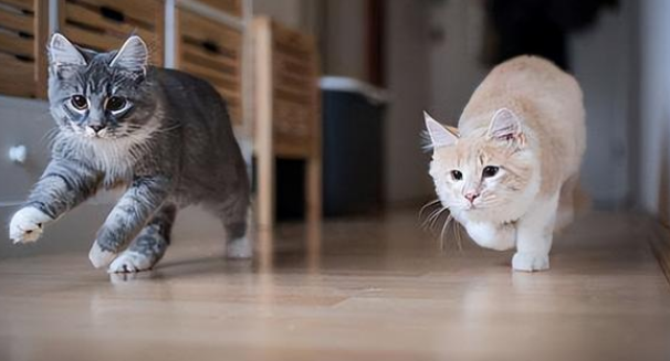 猫咪在家乱跑的原因 猫咪在家乱跑的原因