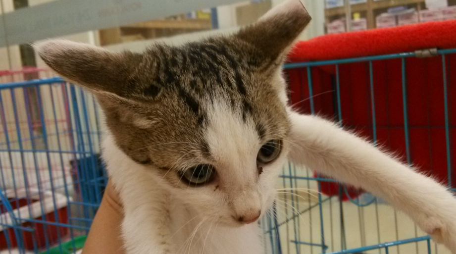 为什么有的猫咪耳朵尖有的不尖