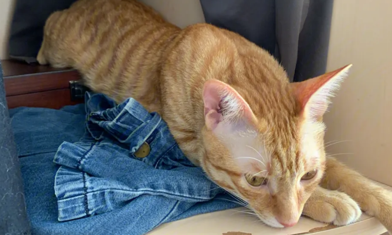 猫咪老是脖子一伸一伸的想