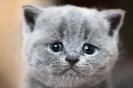 猫咪哭的表现样子 猫咪哭的表现样子