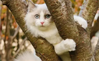 美洲豹为什么不怕猫咪呢
