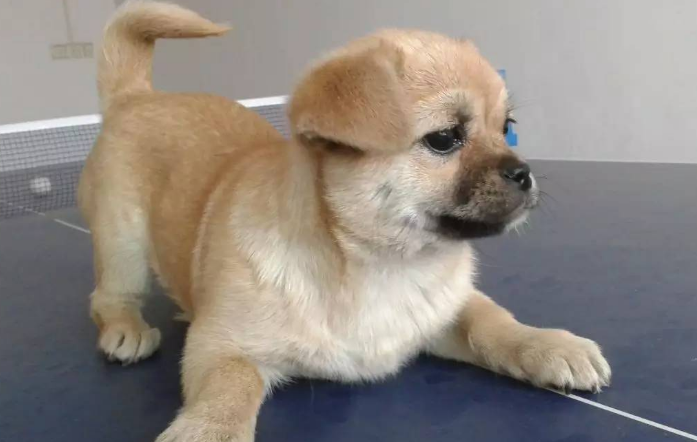 柴犬跟中华田园犬是不是一个种类？怎么区分？