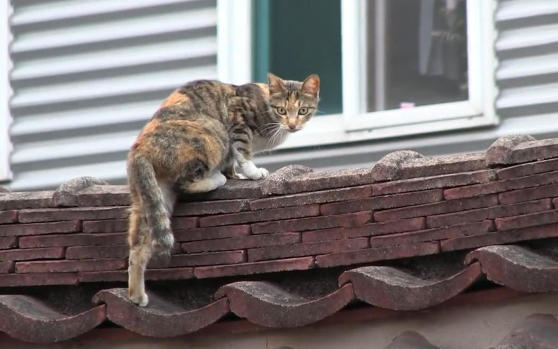 猫咪每夜哭泣引起居民害怕，当看到之后才知道原因