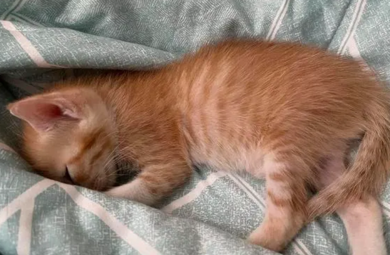 猫为什么喜欢嘬被子