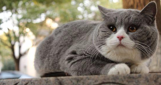 猫为什么不能养的久 猫为什么不能养的久