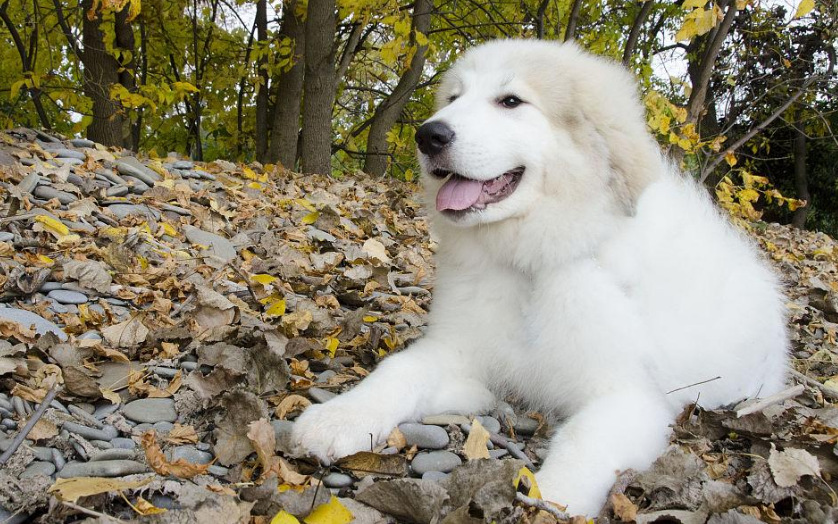 老司机给你分享:纯种大白熊犬挑选技巧 老司机给你分享:纯种大白熊犬挑选技巧