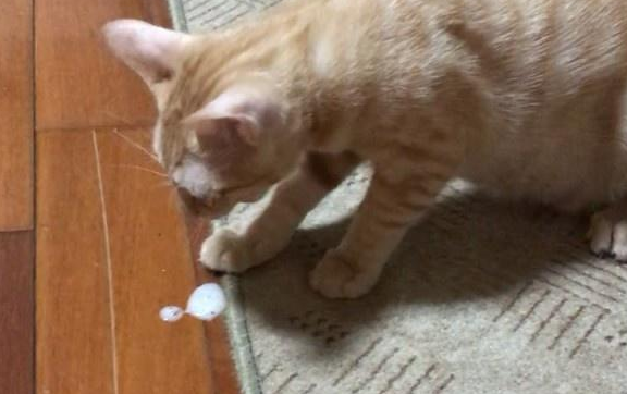 猫咪呕吐白色泡沫是怎么回事 猫咪呕吐白色泡沫是怎么回事