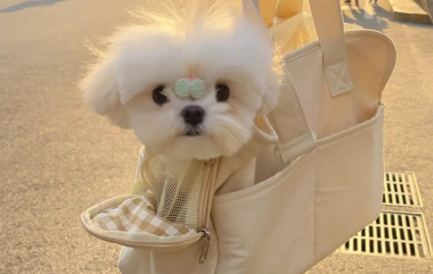 马尔济斯犬的缺点有哪些？主要有这5点