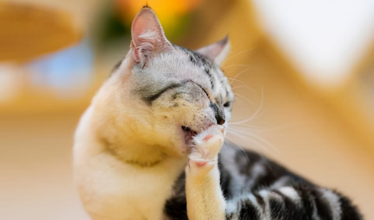 猫咪皮肤瘙痒的原因
