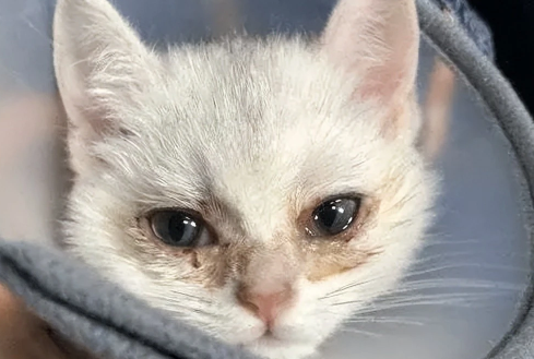 猫哭是因为伤心吗