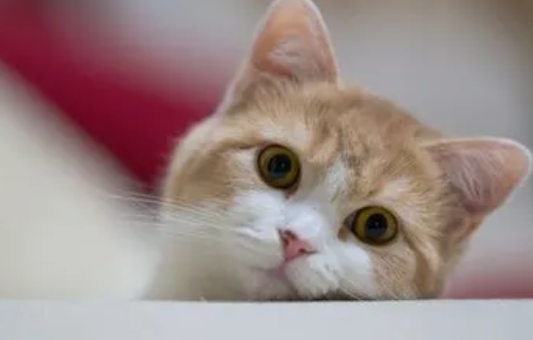 小猫咪为什么总是发呆 小猫咪为什么总是发呆