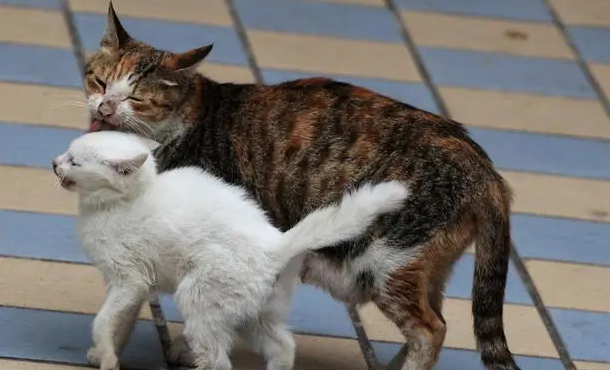 小猫不见了母猫会找几天 小猫不见了母猫会找几天