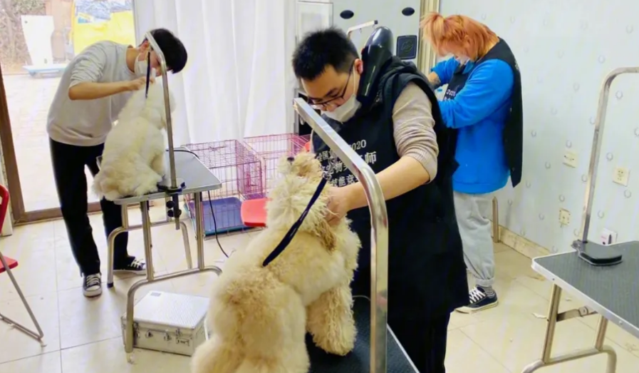 宠物美容师培训