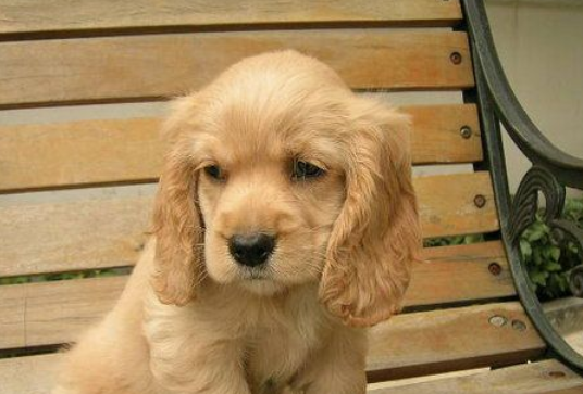 英国可卡犬幼犬吃什么狗粮好，想知道的看过来！