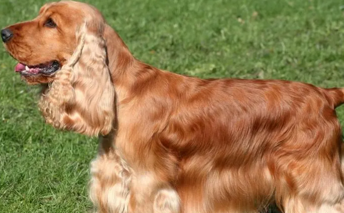 一文告诉你,英国可卡犬空调病症状有哪些? 一文告诉你,英国可卡犬空调病症状有哪些?