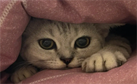 猫咪为什么会钻进被子里睡觉