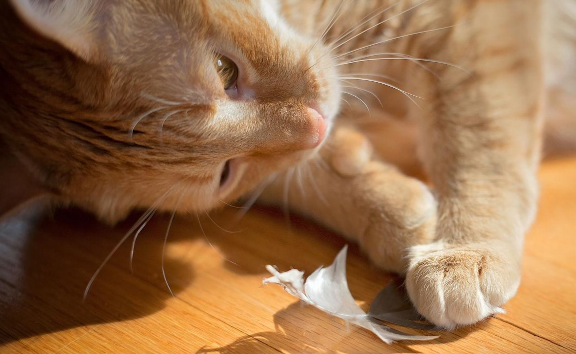 猫咪为什么抓不到羽毛了怎么回事