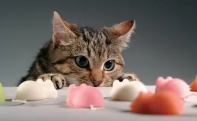 猫咪喜欢咬玩具是怎么回事