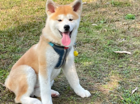秋田犬如何补钙？补钙方法是？