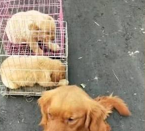 金毛妈来送别自己的孩子,看到被带走的瞬间,它转身不敢看它们 金毛妈来送别自己的孩子,看到被带走的瞬间,它转身不敢看它们