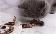 小鹌鹑猫咪可以长期吃吗