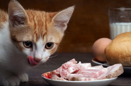 猫咪吃饭为什么吃不胖呢