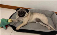 巴哥犬不听话怎么办？要有技巧的训练