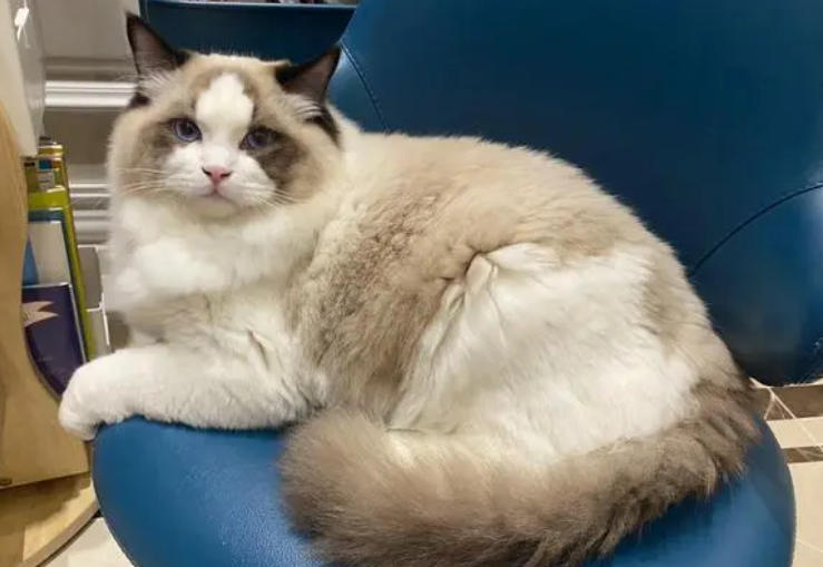 今日看点:斯芬克斯猫和布偶猫哪个贵 今日看点:斯芬克斯猫和布偶猫哪个贵