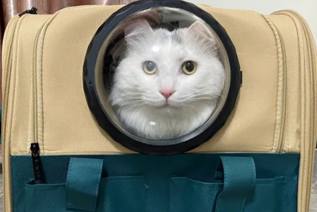 猫包和航空箱哪个好