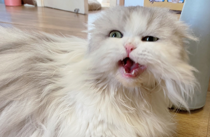 猫咪睡觉前老叫是什么意思 猫咪睡觉前老叫是什么意思