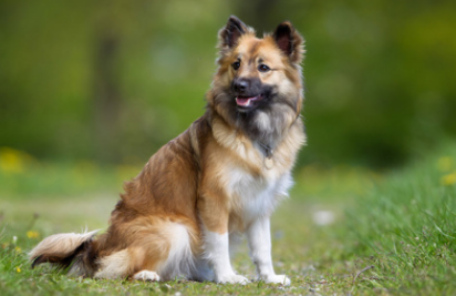 冰岛牧羊犬身上有虫怎么办,下文来帮你解决。 冰岛牧羊犬身上有虫怎么办,下文来帮你解决。