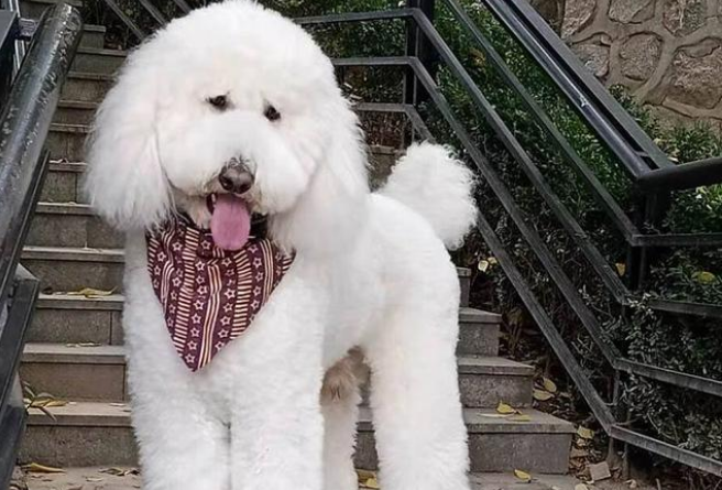 养狗小知识：巨型贵宾犬吃什么狗粮？
