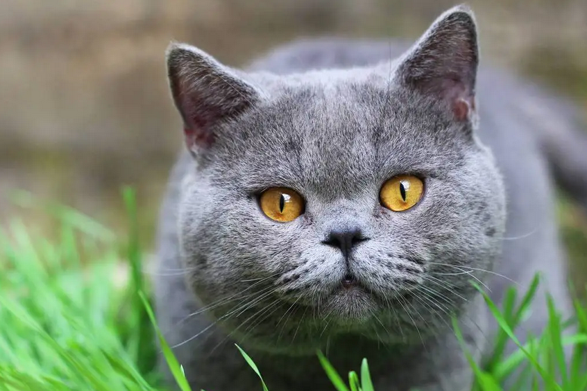猫咪为什么喉咙响声大