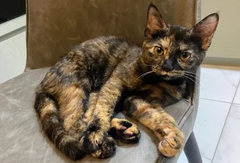 玳瑁猫是三花猫的一种吗？有必要了解一下！