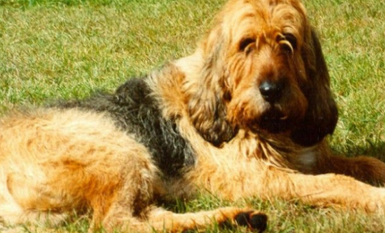如何训练奥达猎犬躺下?掌握这些方法就可以 如何训练奥达猎犬躺下?掌握这些方法就可以