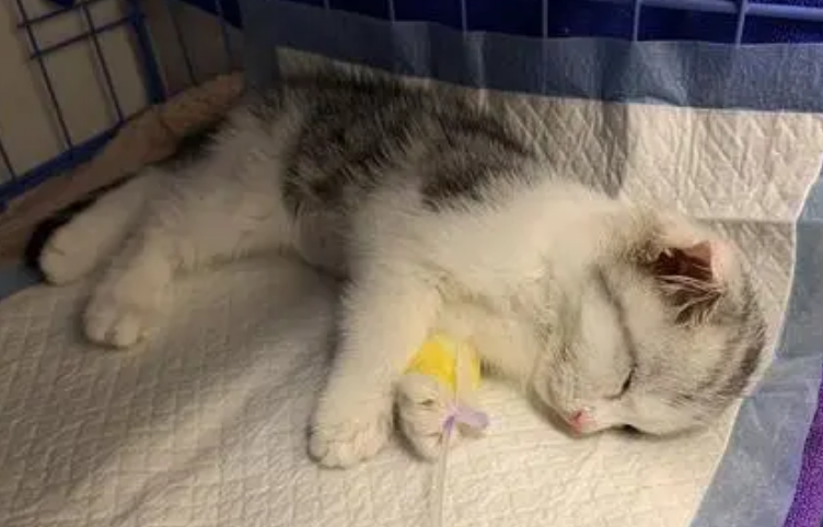 什么原因导致猫传腹
