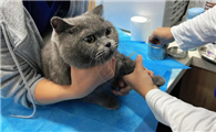 猫咪节育为什么要验血常规