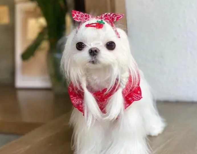 马尔济斯犬作揖怎么训练？快来看看