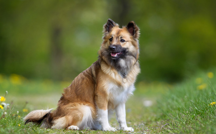 冰岛牧羊犬怎么刷牙？想知道的来看看！