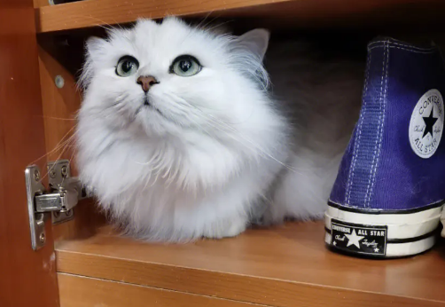 猫咪喜欢鞋架上的原因