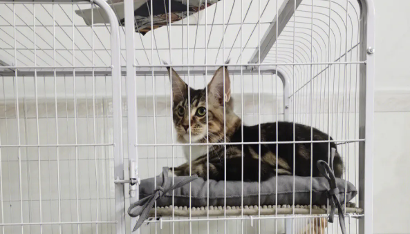 猫住猫别墅里好不好