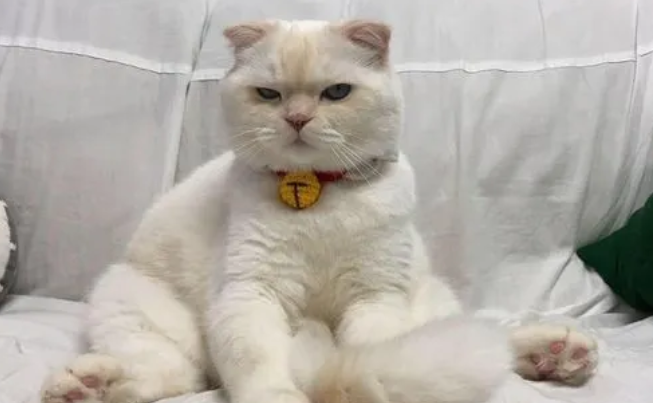 猫为什么喜欢往高的地方爬 猫为什么喜欢往高的地方爬