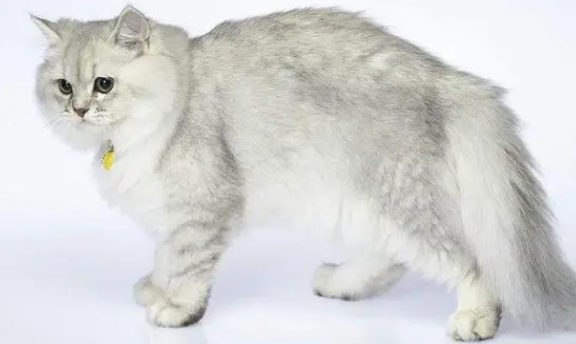 褴褛猫发情期不能吃什么?这些东西千万不能吃! 褴褛猫发情期不能吃什么?这些东西千万不能吃!