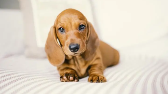 饲养小知识:腊肠犬发情怎么办? 饲养小知识:腊肠犬发情怎么办?