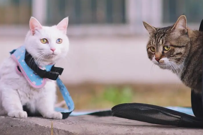 猫咪为什么总想外出活动呢 猫咪为什么总想外出活动呢