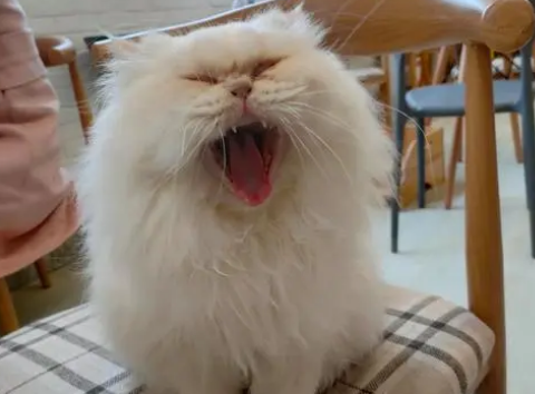 猫咪为什么不停叫呢怎么回事