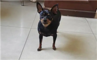 小鹿犬呕吐怎么回事?是什么原因引起的?