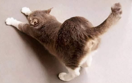 猫咪后腿扭屁股是为什么原因